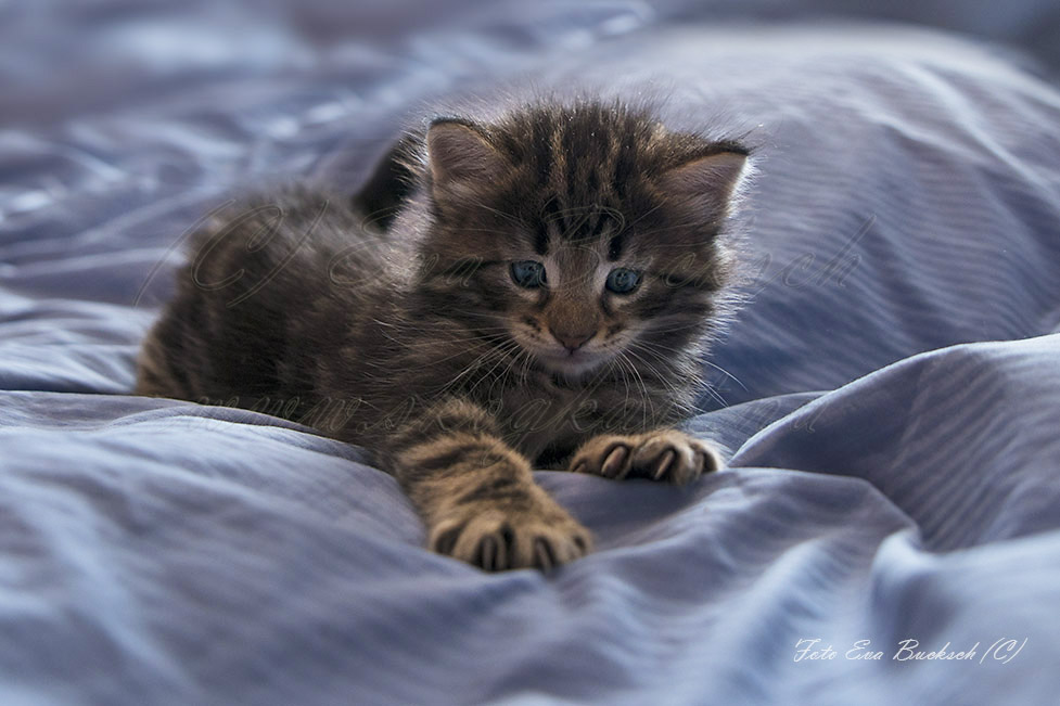 Huldrelandets Glorfindel - foto av Eva Bucksch